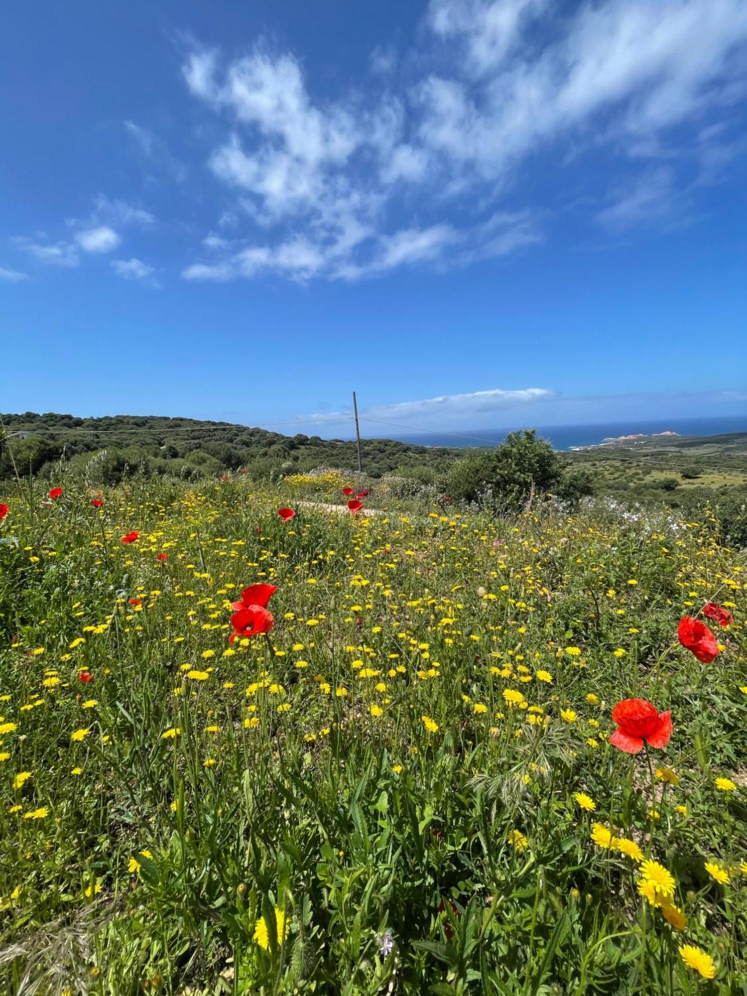 Isola Rossa Appartamenti Paduledda Bagian luar foto